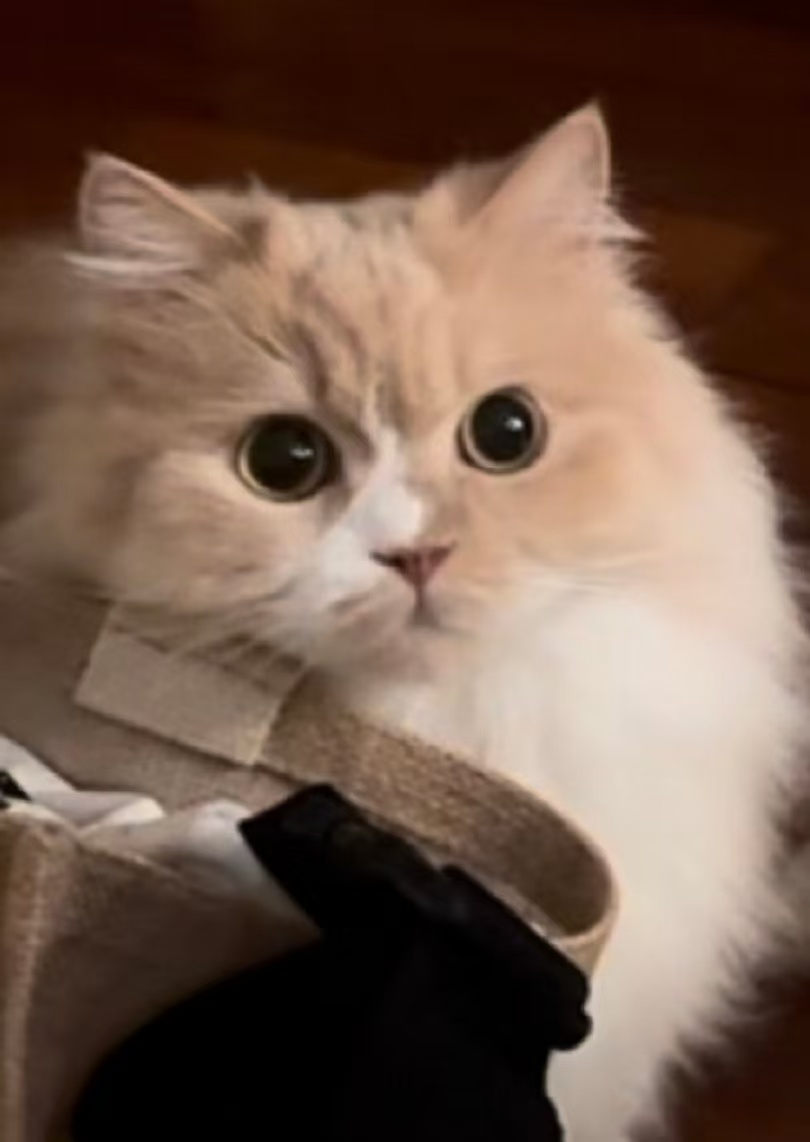 蛋壳family档案图片2